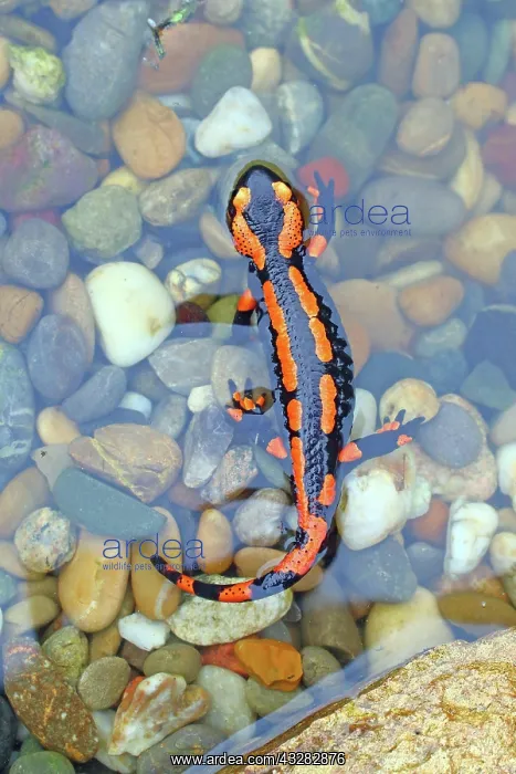 : Orange Fire salamander (Salamandra salamandra) : Orange Fire salamander (Salamandra salamandra)