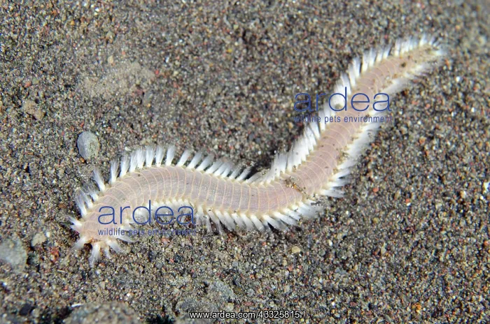 : Orange Fire Worm - Melasti dive site, Amed, Karangasem : Orange Fire Worm - Melasti dive site, Amed, Karangasem