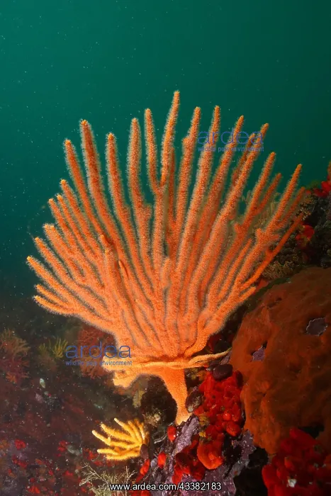 : Orange flagellar sea fan (Eunicella albicans), False : Orange flagellar sea fan (Eunicella albicans), False