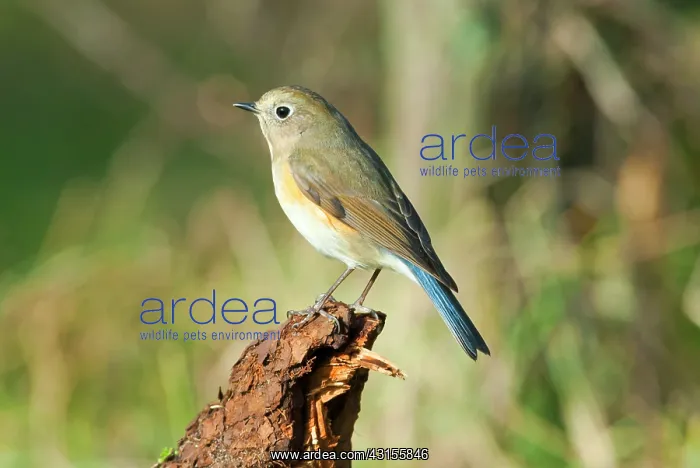 : Orange-flanked Bush-robin : Orange-flanked Bush-robin