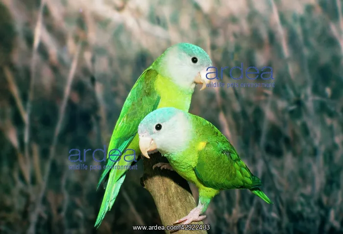 : Orange-flanked / Grey-cheeked Parakeet : Orange-flanked / Grey-cheeked Parakeet