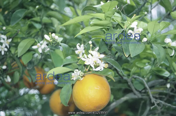 : Orange flower & fruit : Orange flower & fruit