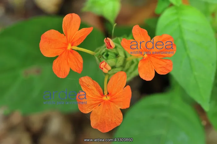 : Orange Flower Gombe Stream National Park, Tanzania : Orange Flower Gombe Stream National Park, Tanzania