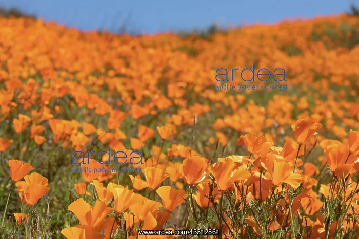 : Orange flowering California poppies landscape during : Orange flowering California poppies landscape during