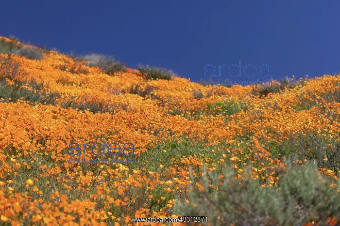 : Orange flowering California poppies landscape during : Orange flowering California poppies landscape during
