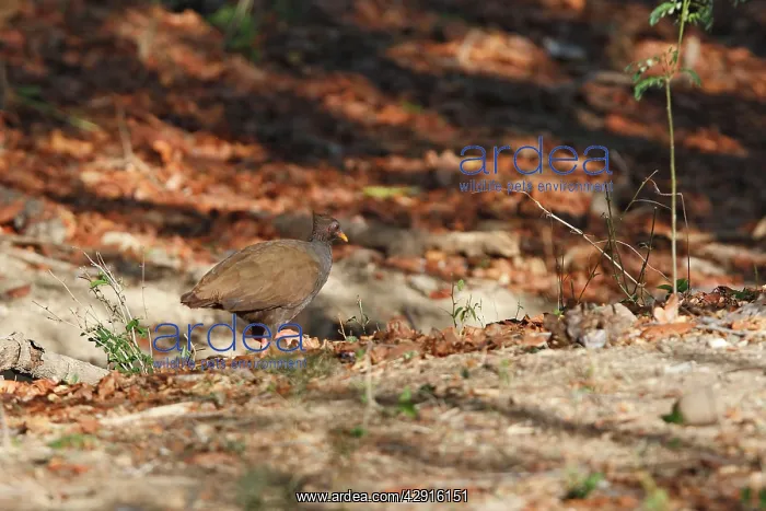 : Orange-footed Scrubfowl : Orange-footed Scrubfowl