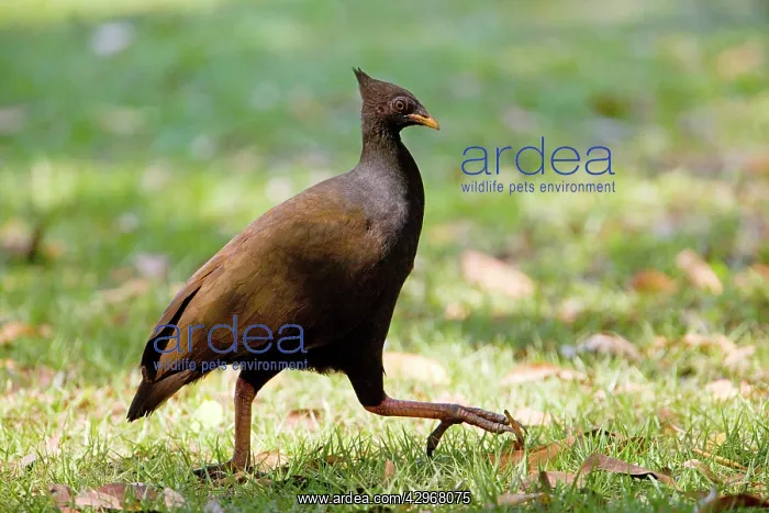 : Orange-footed Scrubfowl : Orange-footed Scrubfowl