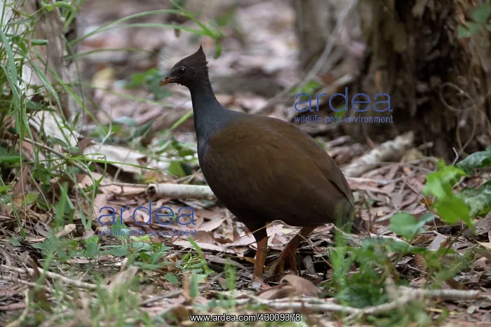: Orange-footed Scrubfowl : Orange-footed Scrubfowl