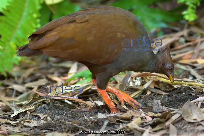 : Orange-footed Scrubfowl - adult is combing the : Orange-footed Scrubfowl - adult is combing the