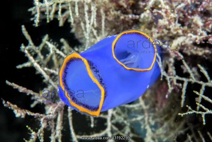 : Orange-fringed blue sea squirt (Rhopalaea fusca) : Orange-fringed blue sea squirt (Rhopalaea fusca)