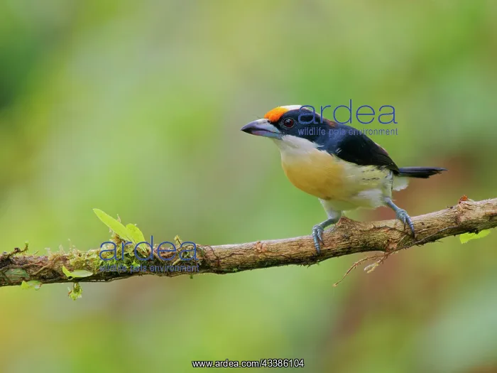 : Orange Fronted Barbet Capito squamatus Ecuador B : Orange Fronted Barbet Capito squamatus Ecuador B