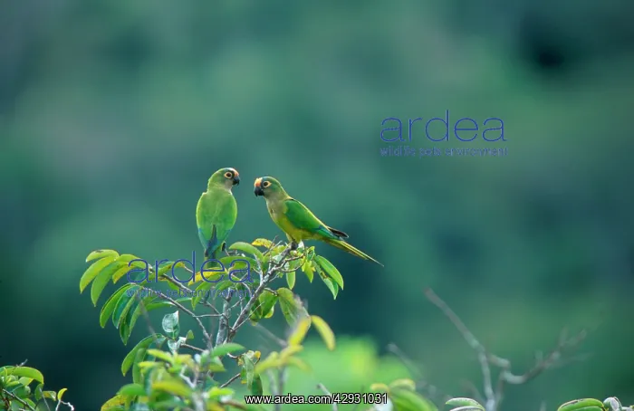 : Orange-fronted Conure / Parakeet - in canopy : Orange-fronted Conure / Parakeet - in canopy