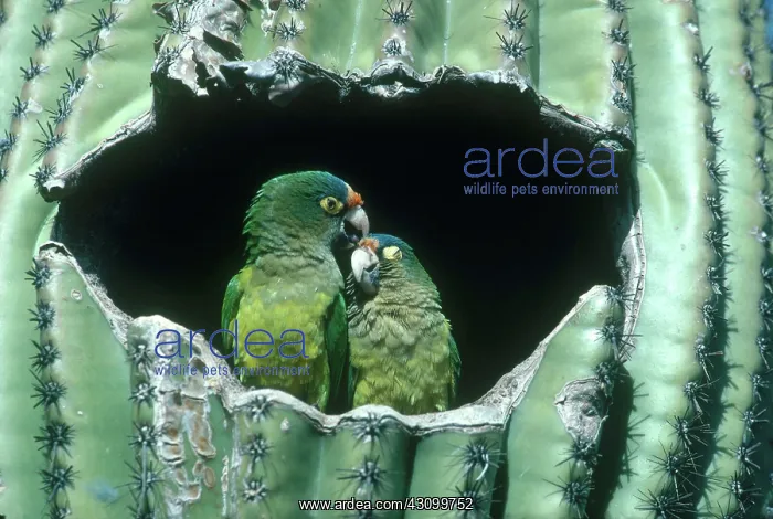: Orange-fronted Parakeets : Orange-fronted Parakeets