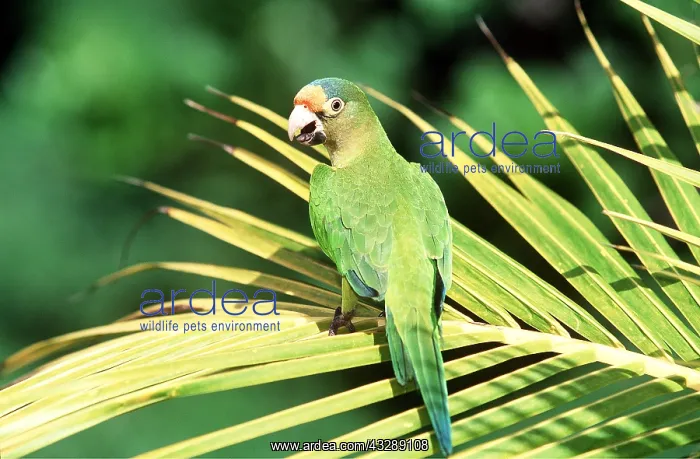 : Orange-fronted / Petz's Conure / Parakeet : Orange-fronted / Petz's Conure / Parakeet