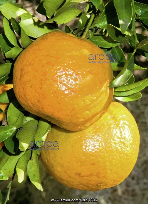 : Orange Fruit Growing on Tree : Orange Fruit Growing on Tree