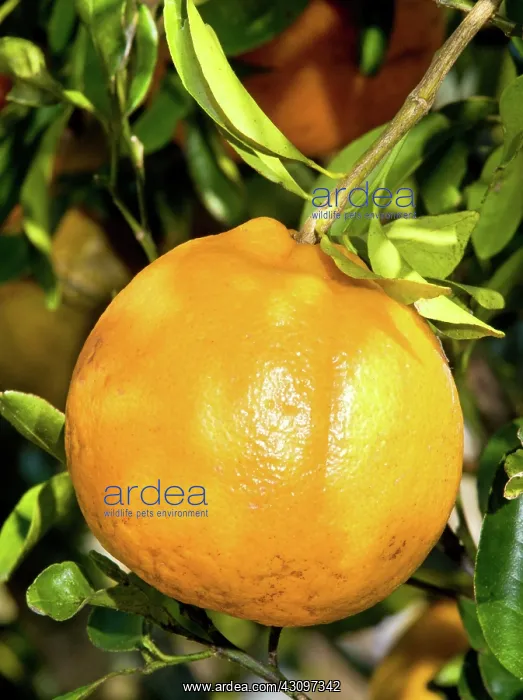 : Orange Fruit Growing on Tree : Orange Fruit Growing on Tree