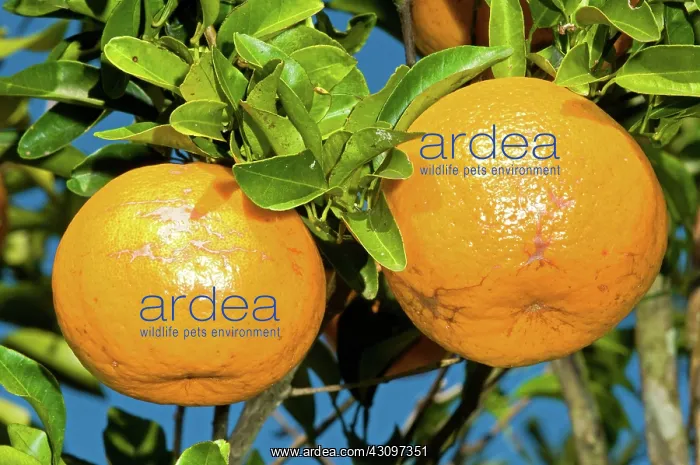 : Orange Fruit Growing on Tree : Orange Fruit Growing on Tree