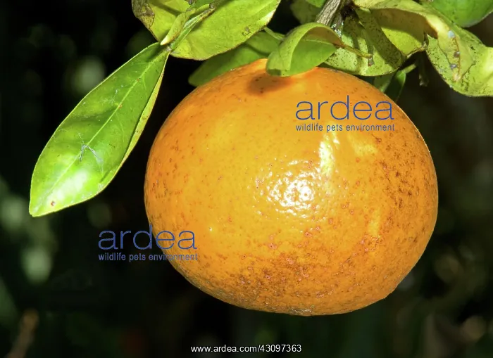 : Orange Fruit Growing on Tree : Orange Fruit Growing on Tree