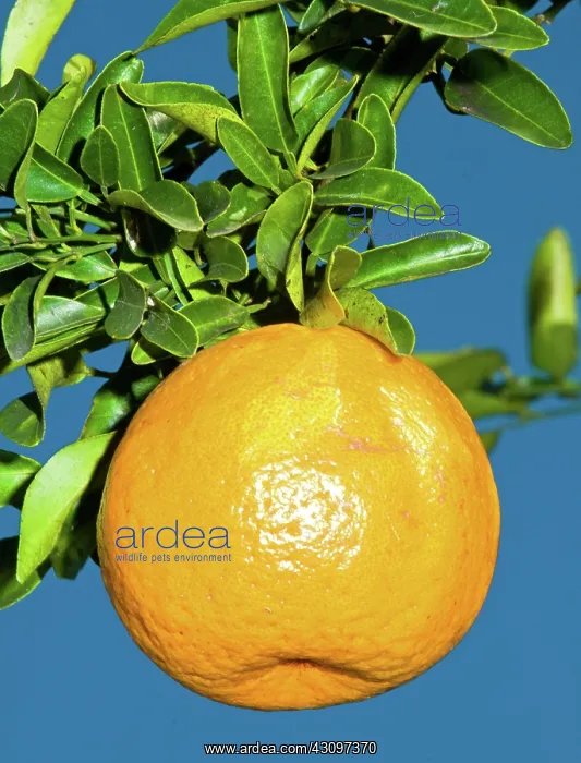 : Orange Fruit Growing on Tree : Orange Fruit Growing on Tree