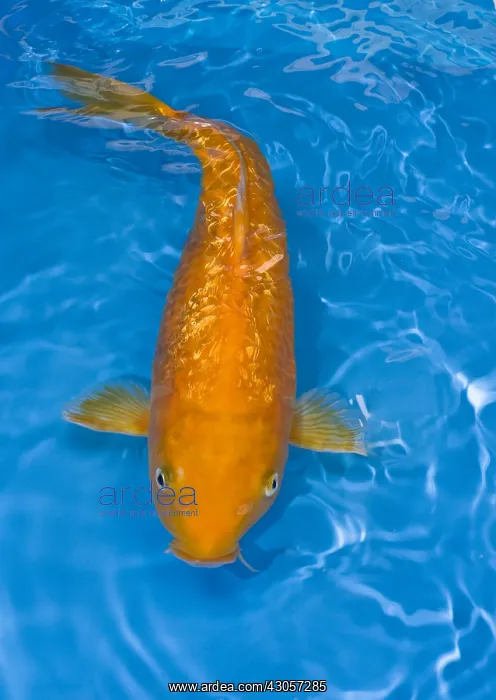 : Orange Girin Kigoi koi carp in an turquoise water : Orange Girin Kigoi koi carp in an turquoise water