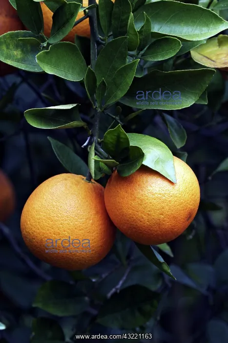 : Orange Grove in Orlando, Florida : Orange Grove in Orlando, Florida
