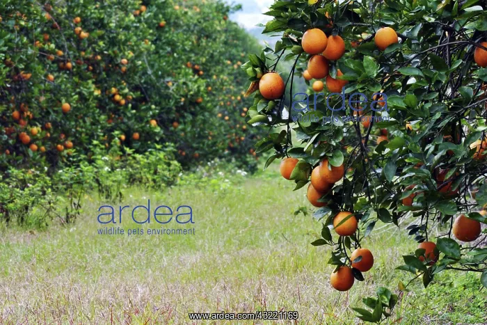 : Orange Grove in Orlando, Florida : Orange Grove in Orlando, Florida