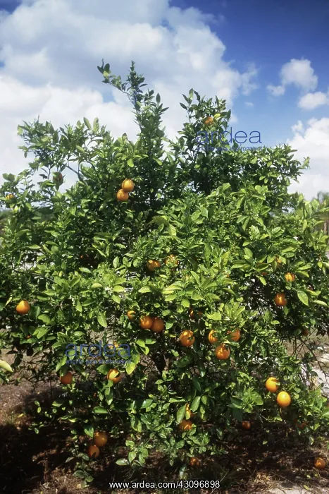 : Orange Groves : Orange Groves