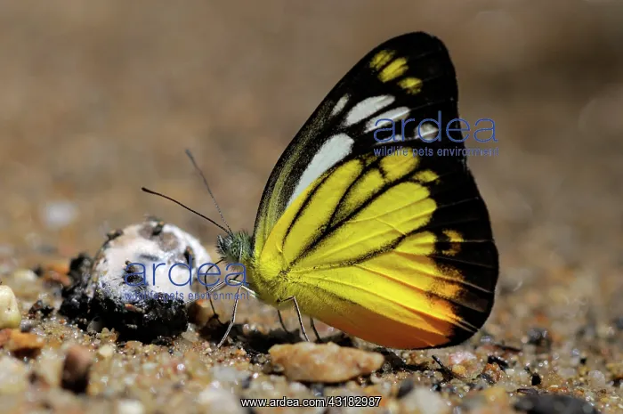 : Orange Gull Butterfly : Orange Gull Butterfly