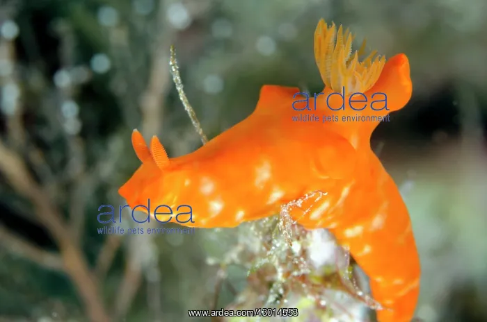 : Orange Gymnodoris Nudibranch : Orange Gymnodoris Nudibranch