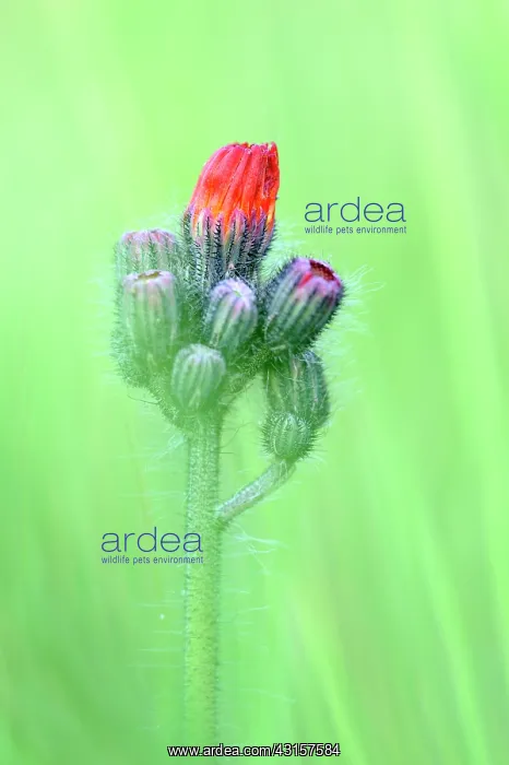 : Orange Hawkweed : Orange Hawkweed
