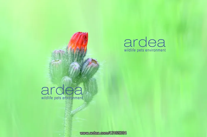 : Orange Hawkweed : Orange Hawkweed