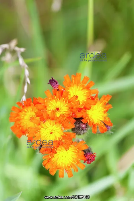 : Orange Hawkweed : Orange Hawkweed