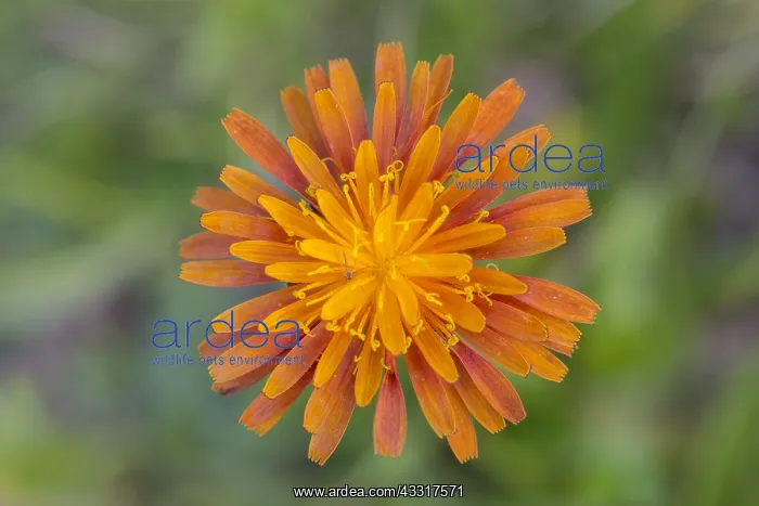 : Orange Hawkweed - flowering - Hohe Tauern National : Orange Hawkweed - flowering - Hohe Tauern National