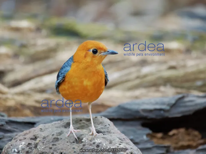 : Orange Headed Thrush female Geokichla citrina Da : Orange Headed Thrush female Geokichla citrina Da