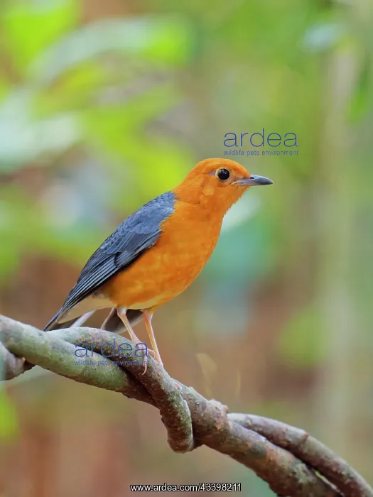  : Orange Headed Thrush female Geokichla citrina Da