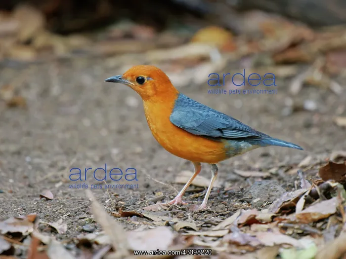 : Orange Headed Thrush female Geokichla citrina Da : Orange Headed Thrush female Geokichla citrina Da