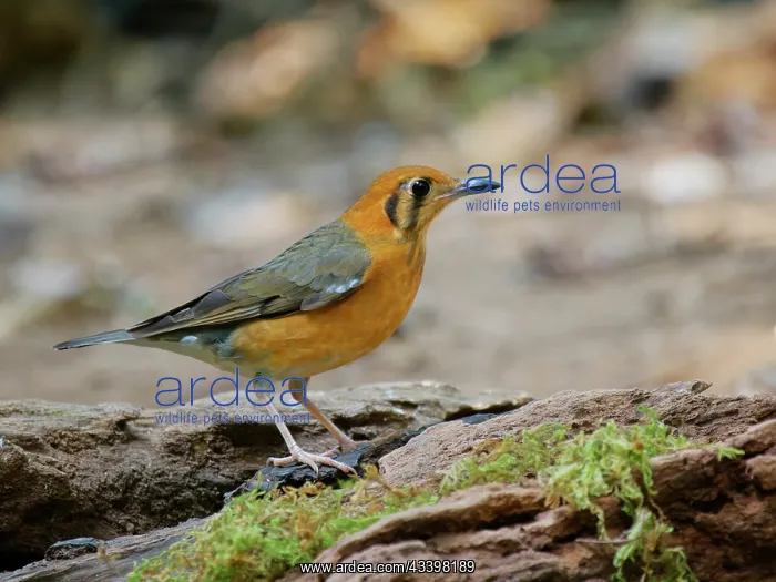 : Orange Headed Thrush Geokichla citrina Da Lat, Vietnam : Orange Headed Thrush Geokichla citrina Da Lat, Vietnam