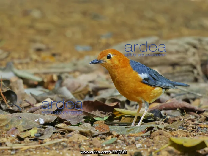 : Orange Headed Thrush Geokichla citrina Sabah, Ma : Orange Headed Thrush Geokichla citrina Sabah, Ma