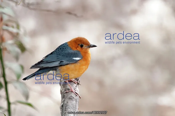 : Orange-headed Thrush - perched on dead branch : Orange-headed Thrush - perched on dead branch