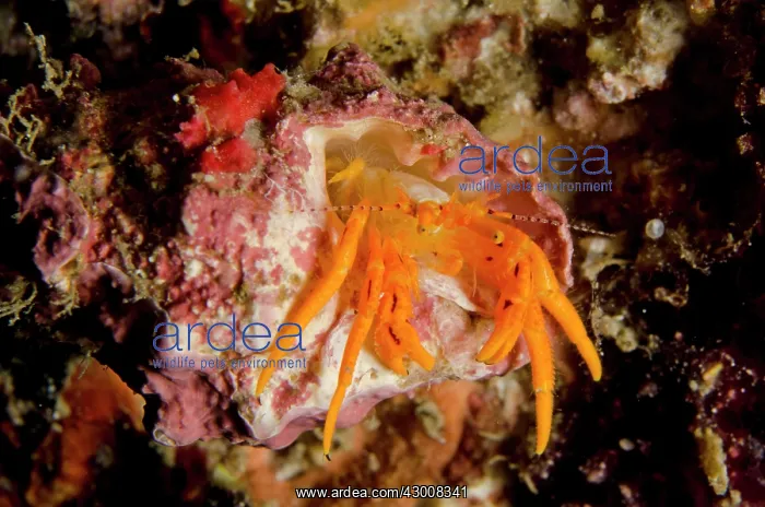 : Orange Hermit Crab Tanjung Kubur dive site, Lembeh : Orange Hermit Crab Tanjung Kubur dive site, Lembeh
