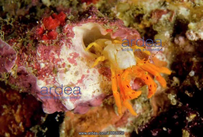 : Orange Hermit Crab Tanjung Kubur dive site, Lembeh : Orange Hermit Crab Tanjung Kubur dive site, Lembeh