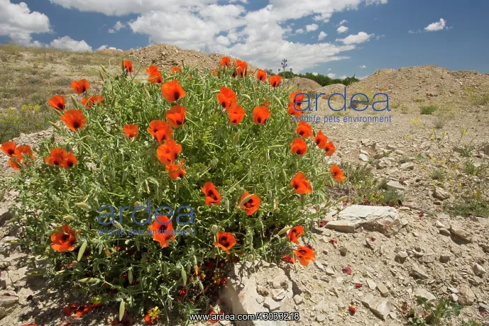: Orange Horned Poppy / Large-flowered Horned Poppy Turkey : Orange Horned Poppy / Large-flowered Horned Poppy Turkey
