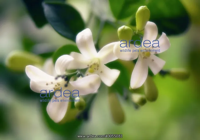 : Orange Jessamine : Orange Jessamine