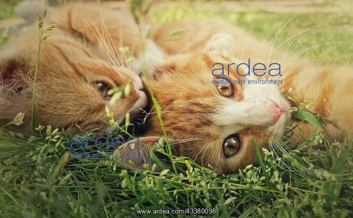 : Two orange kittens playing together outdoors on : Two orange kittens playing together outdoors on
