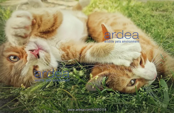 : Two orange kittens playing together outdoors on : Two orange kittens playing together outdoors on