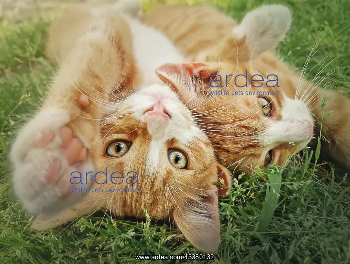 : Two orange kittens playing together outdoors on : Two orange kittens playing together outdoors on