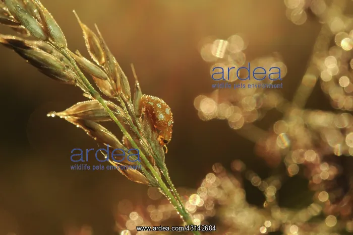 : Orange Ladybird : Orange Ladybird