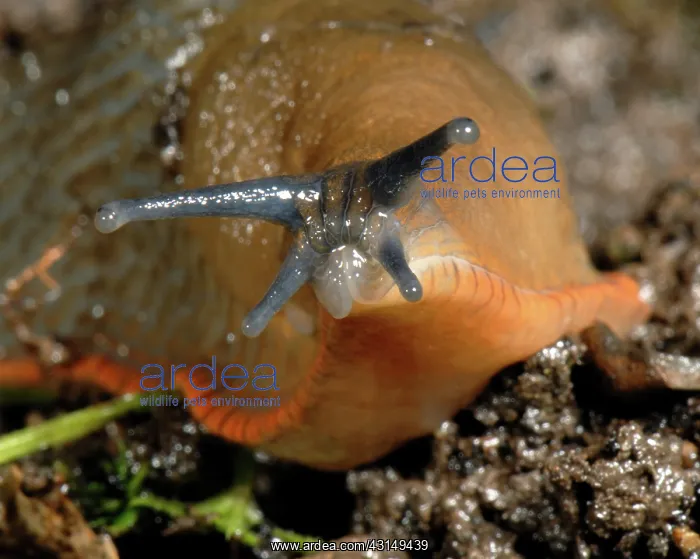 : Orange large black slug : Orange large black slug