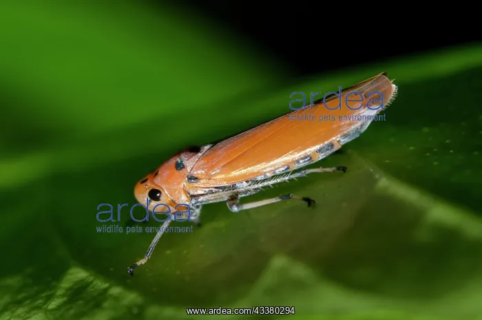 : Orange Leafhopper : Orange Leafhopper