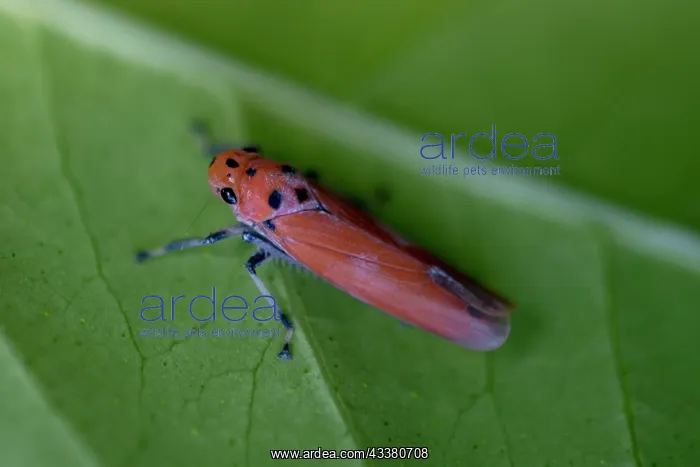 : Orange Leafhopper : Orange Leafhopper